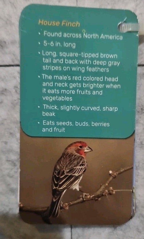 Beetle Bee Garden Kids' Guide To Birds In Your Backyard 18 Species