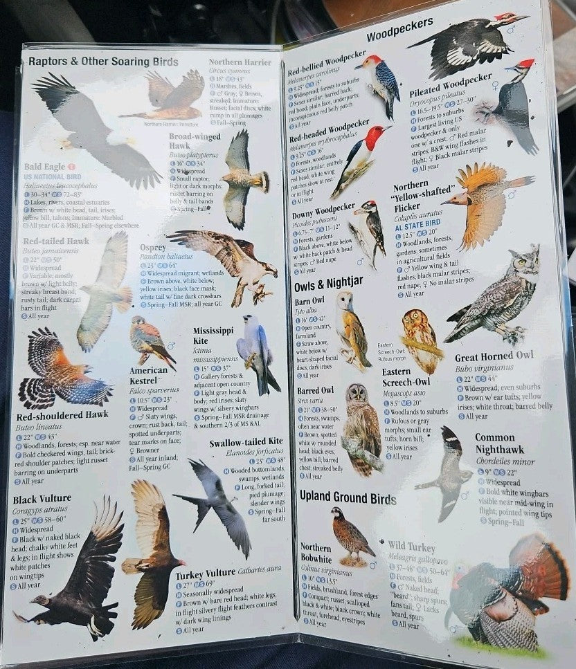 Birds of Alabama and Mississippi : A Guide to Common and Notable Species by...