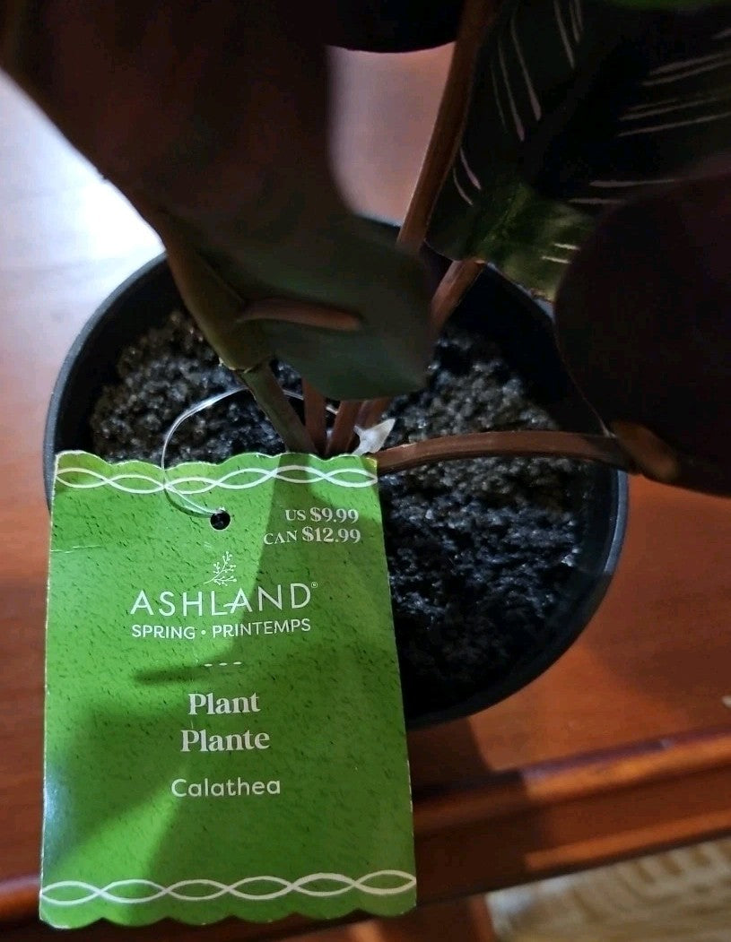 Ashland Artificial Micro Plant Deco Spring Ceramic Potted  8" High 5 Leaves