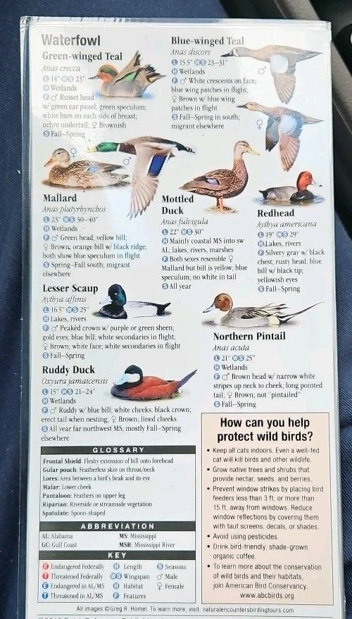 Birds of Alabama and Mississippi : A Guide to Common and Notable Species by...