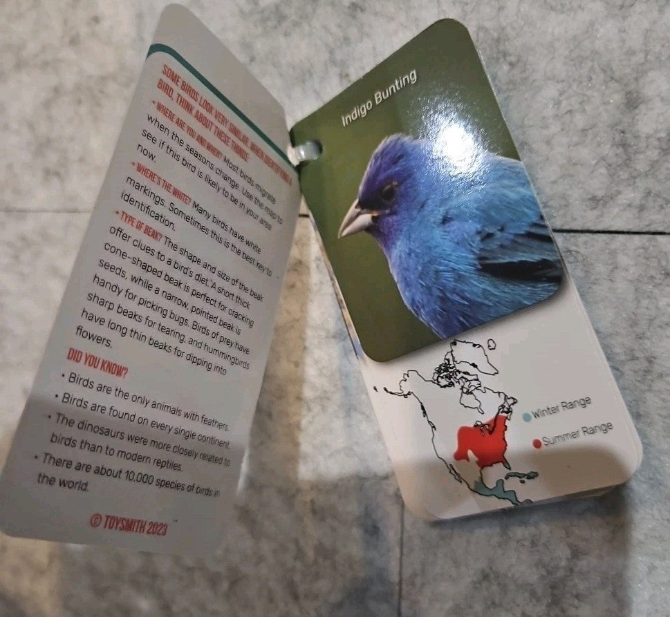 Beetle Bee Garden Kids' Guide To Birds In Your Backyard 18 Species