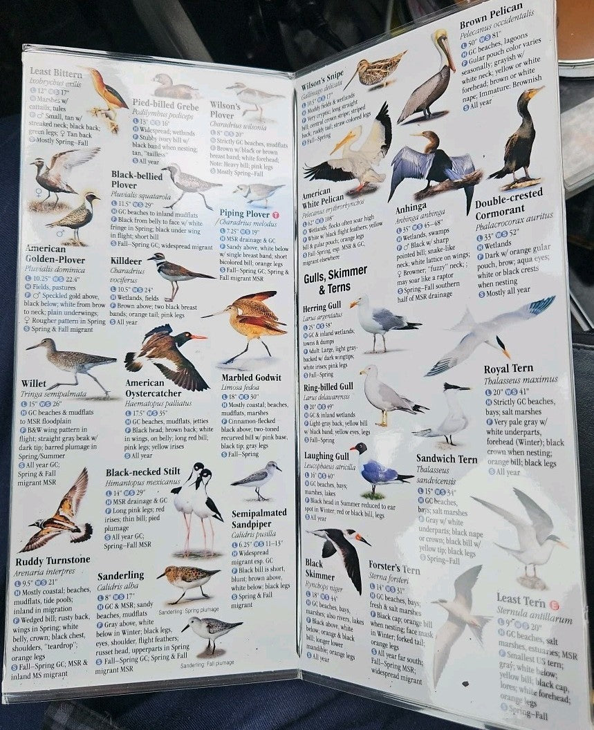 Birds of Alabama and Mississippi : A Guide to Common and Notable Species by...