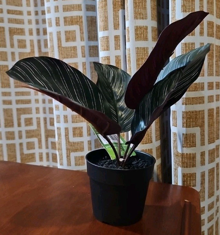 Ashland Artificial Micro Plant Deco Spring Ceramic Potted  8" High 5 Leaves