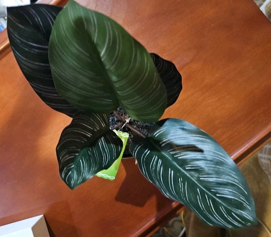 Ashland Artificial Micro Plant Deco Spring Ceramic Potted  8" High 5 Leaves